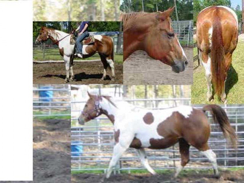 Big Massive Broodmare