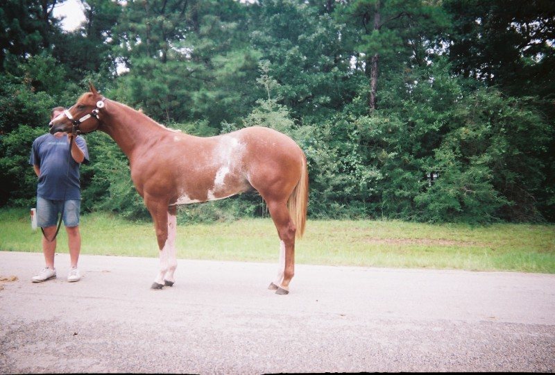 Big own yearling son of Mighty Awesome