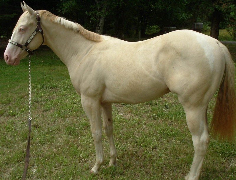 Zippos Blonde Dude