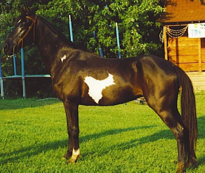 Ebonys Emphasis