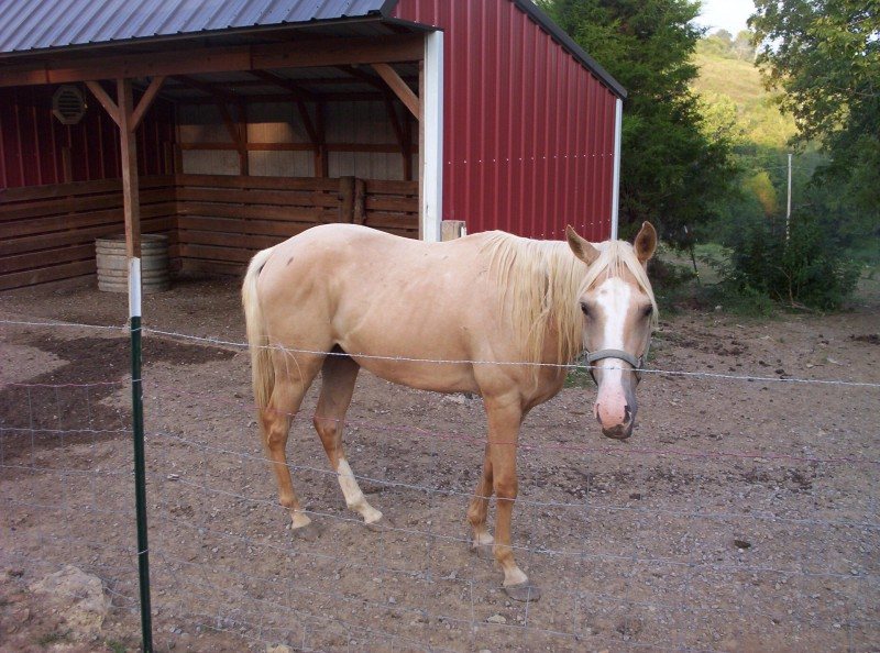 Sergeant  (Sargie)
