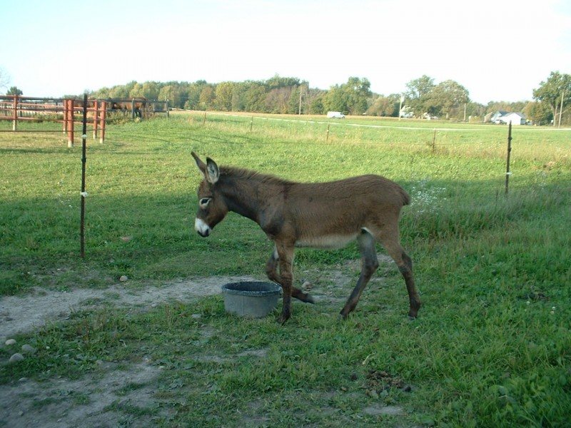 donkey