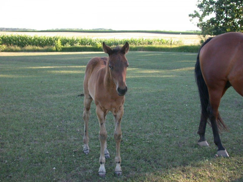 2005 AQHA Filly reg.-pending