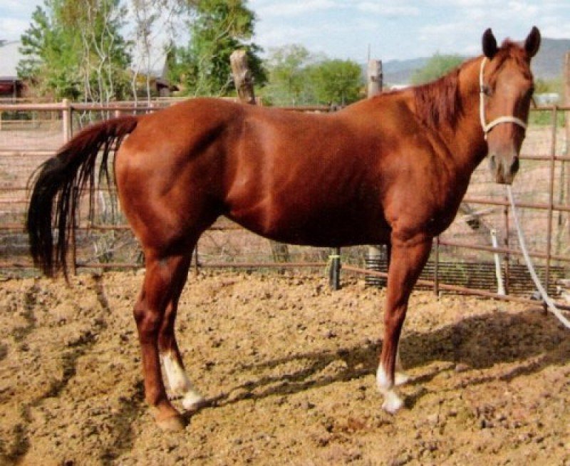 Romans Cloudy Rumor SOLD!
