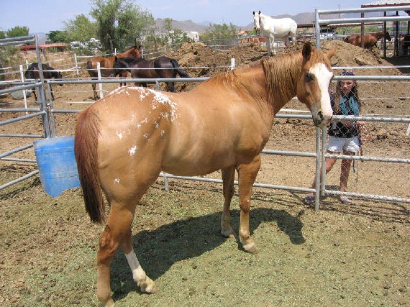 Classic Cowgirl SOLD!