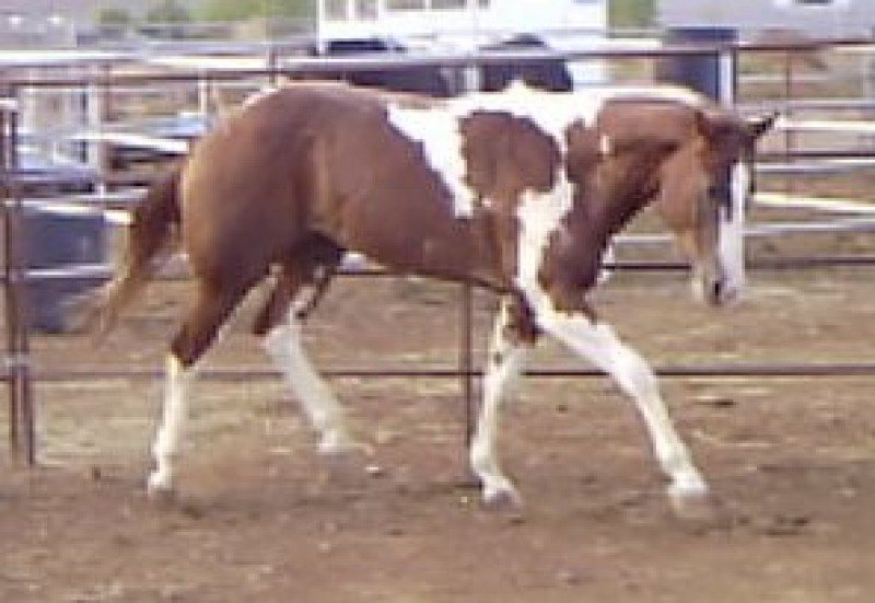 TANKS TUFF COWBOY