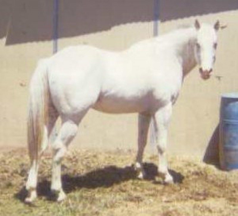 KREIDERS BRIGHT STAR