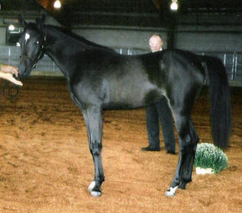 Star of Destiny HLA