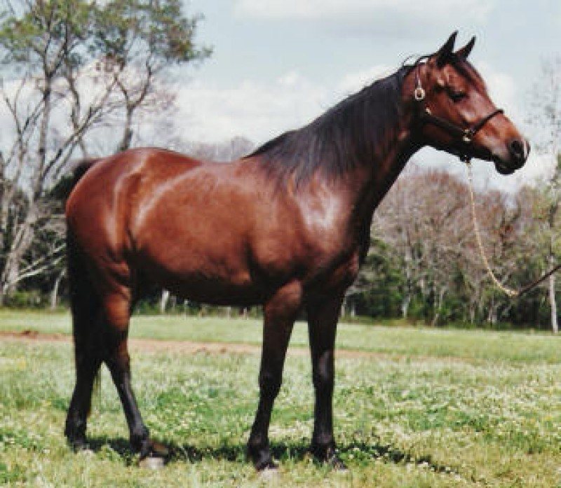 LR Shoshone Bey
