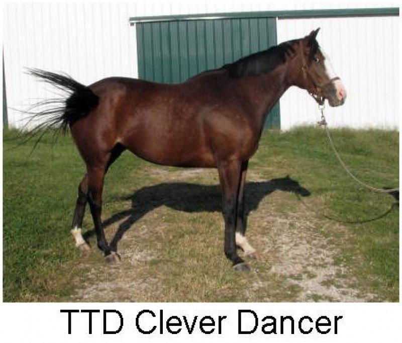 TTD Clever Dancer