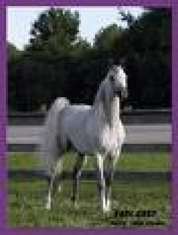 arabian