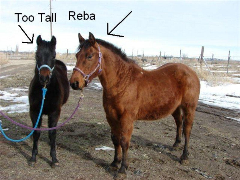 Too Tall