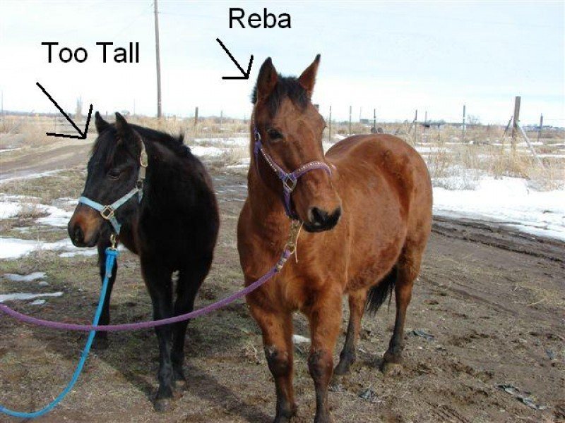 Reba