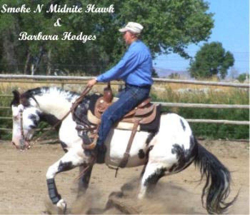 2009 Black Overo Foals by:  Smoke N Midnite Hawk
