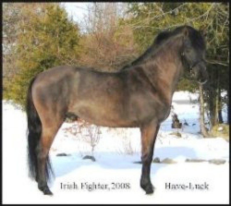 Irish Fighter