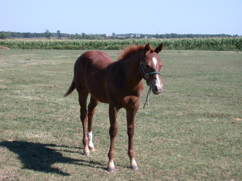 2005 AQHA Stud colt-pending